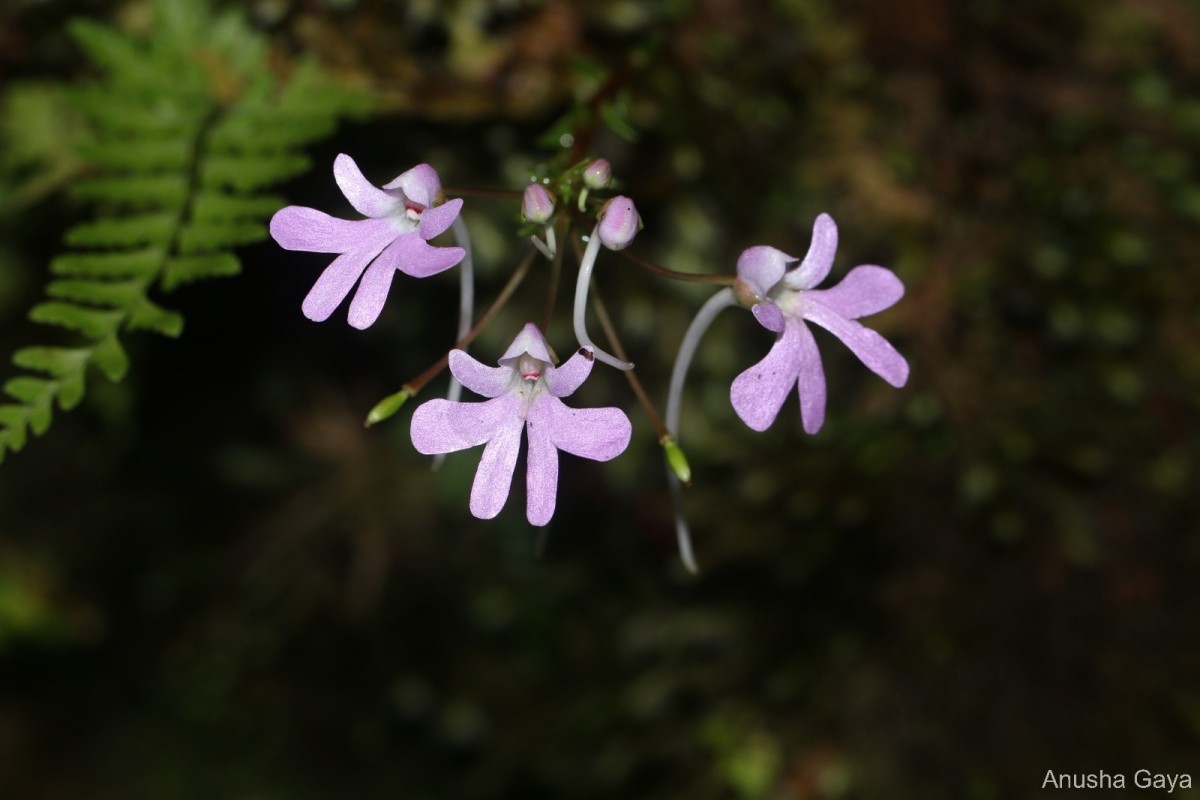 Impatiens lancifolia C.Bandara, Atthanagoda & Kariyawasam
